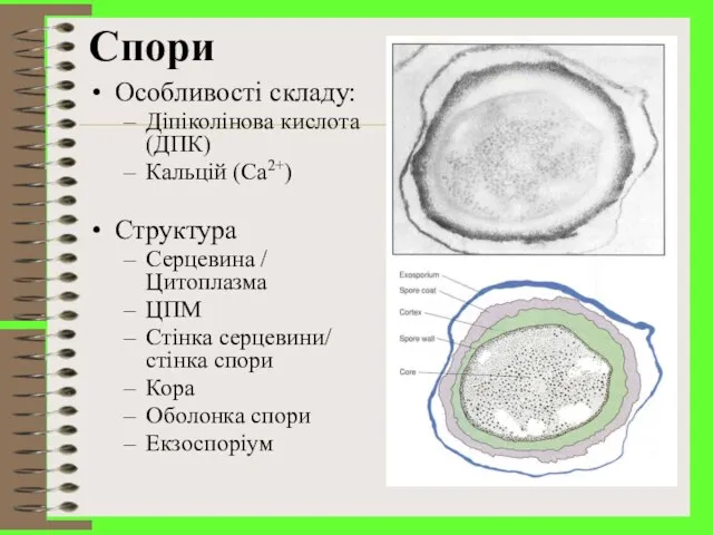 Спори Особливості складу: Діпіколінова кислота (ДПК) Кальцій (Ca2+) Структура Серцевина /