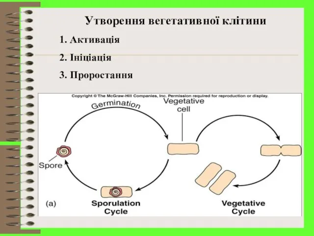 Утворення вегетативної клітини Активація Ініціація Проростання