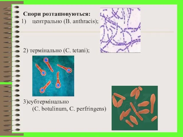 Спори розташовуються: центрально (B. anthracis); 2) термінально (С. tetani); 3)cубтермінально (C. botulinum, C. perfringens)