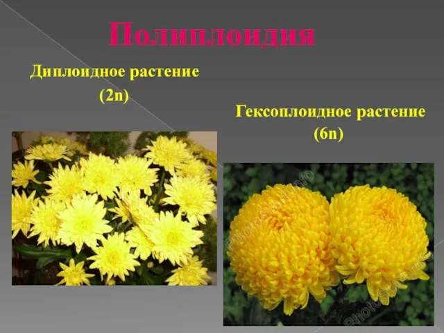 Полиплоидия Гексоплоидное растение (6n) Диплоидное растение (2n)