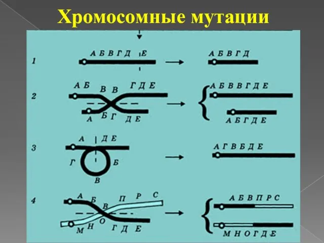 Хромосомные мутации