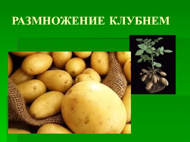 РАЗМНОЖЕНИЕ КЛУБНЕМ