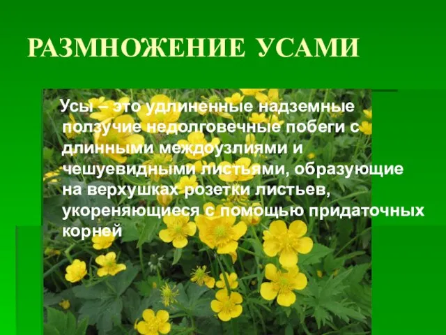 РАЗМНОЖЕНИЕ УСАМИ Усы – это удлиненные надземные ползучие недолговечные побеги с