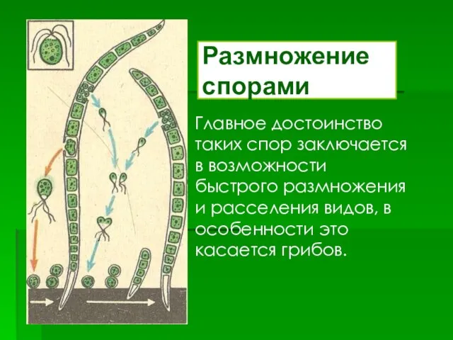 Размножение спорами Главное достоинство таких спор заключается в возможности быстрого размножения