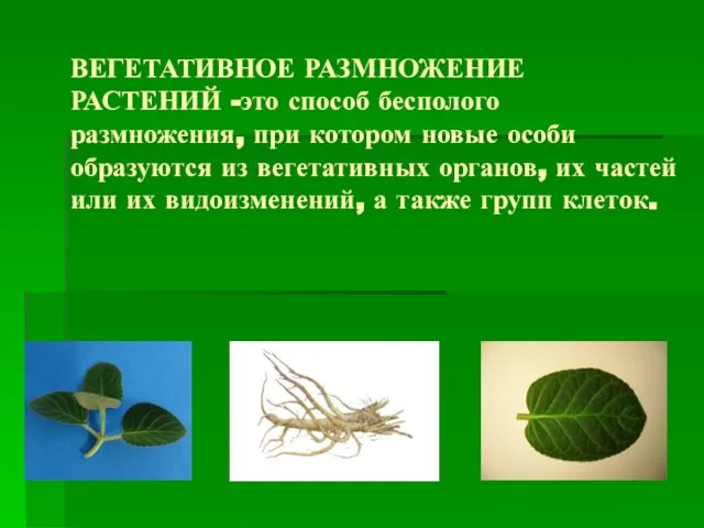 ВЕГЕТАТИВНОЕ РАЗМНОЖЕНИЕ РАСТЕНИЙ -это способ бесполого размножения, при котором новые особи