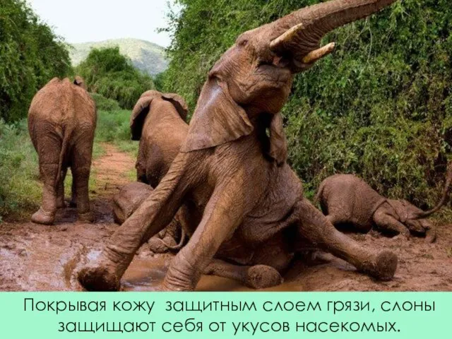 Покрывая кожу защитным слоем грязи, слоны защищают себя от укусов насекомых.