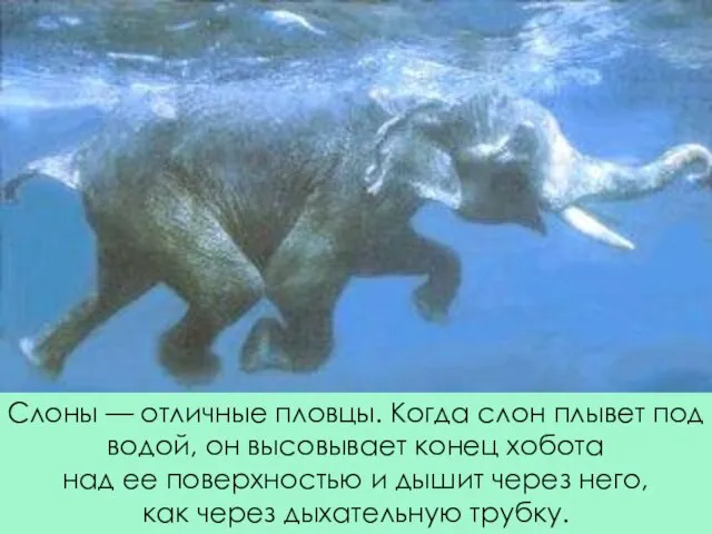 Слоны — отличные пловцы. Когда слон плывет под водой, он высовывает