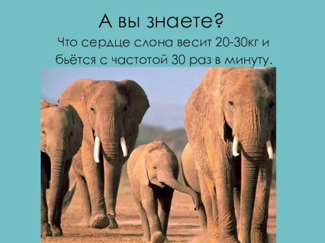 А вы знаете? Что сердце слона весит 20-30кг и бьётся с частотой 30 раз в минуту.