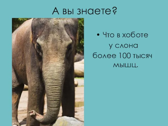 А вы знаете? Что в хоботе у слона более 100 тысяч мышц.