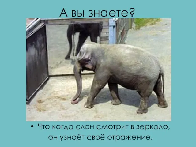 А вы знаете? Что когда слон смотрит в зеркало, он узнаёт своё отражение.