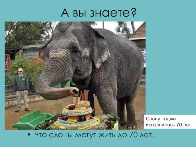 А вы знаете? Что слоны могут жить до 70 лет. Слону Таджа исполнилось 70 лет.