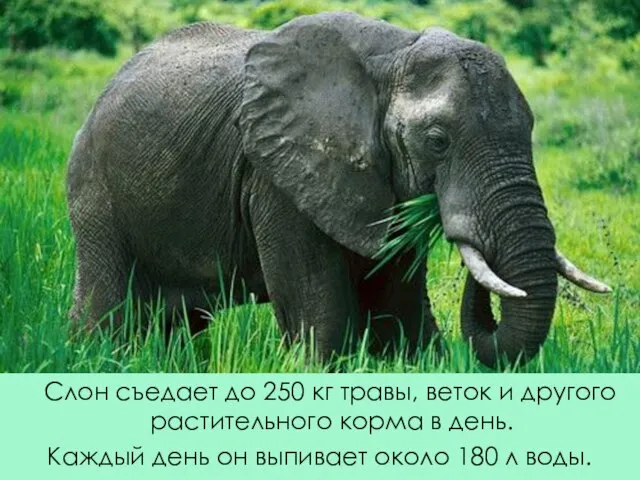 Слон съедает до 250 кг травы, веток и другого растительного корма