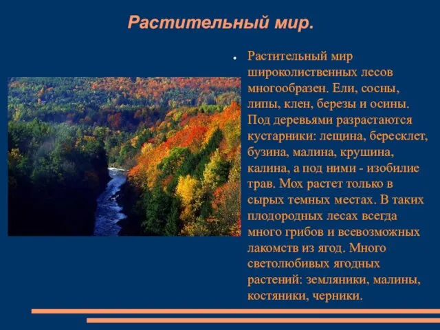 Растительный мир. Растительный мир широколиственных лесов многообразен. Ели, сосны, липы, клен,