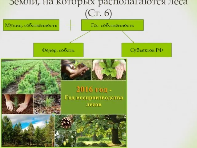 Земли, на которых располагаются леса (Ст. 6) Муниц. собственность Гос. собственность Федер. собств. Субъектов РФ