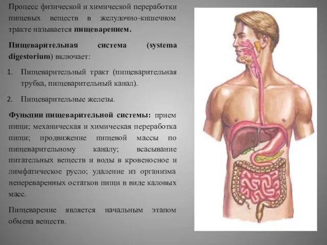 Процесс физической и химической переработки пищевых веществ в желудочно-кишечном тракте называется