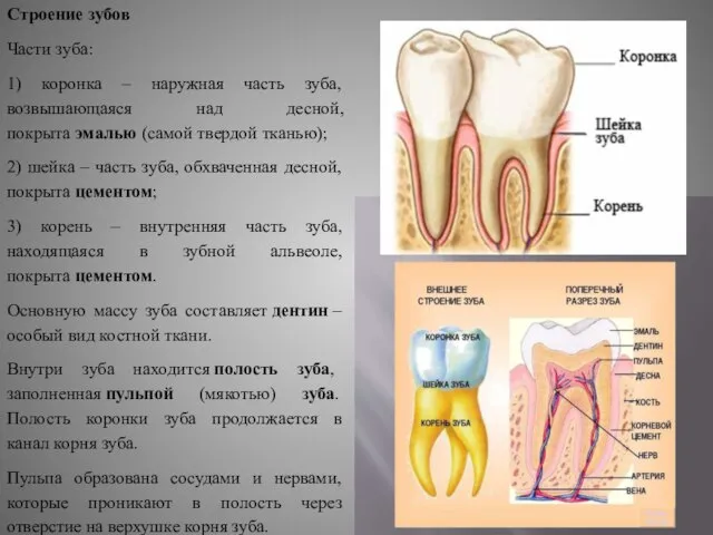 Строение зубов Части зуба: 1) коронка – наружная часть зуба, возвышающаяся