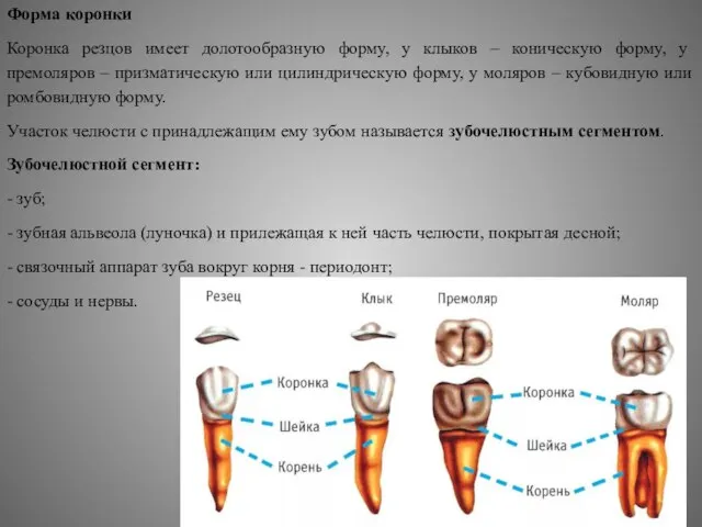 Форма коронки Коронка резцов имеет долотообразную форму, у клыков – коническую