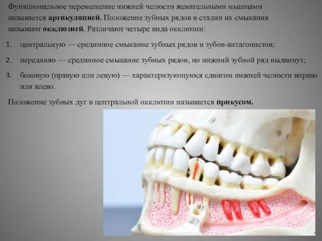 Функциональное перемещение нижней челюсти жевательными мышцами называется артикуляцией. Положение зубных рядов