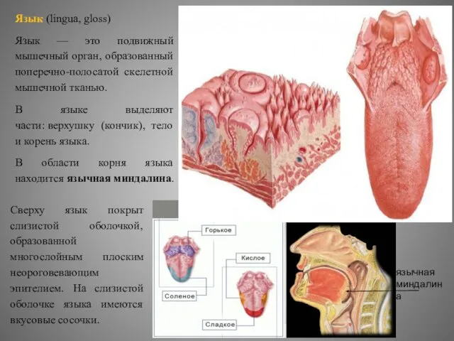 Язык (lingua, gloss) Язык — это подвижный мышечный орган, образованный поперечно-полосатой