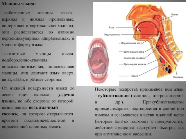 Мышцы языка: - собственные мышцы языка - верхняя и нижняя продольные,