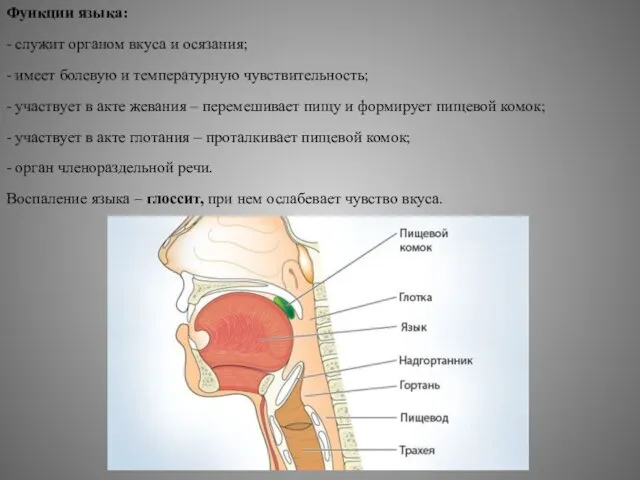 Функции языка: - служит органом вкуса и осязания; - имеет болевую