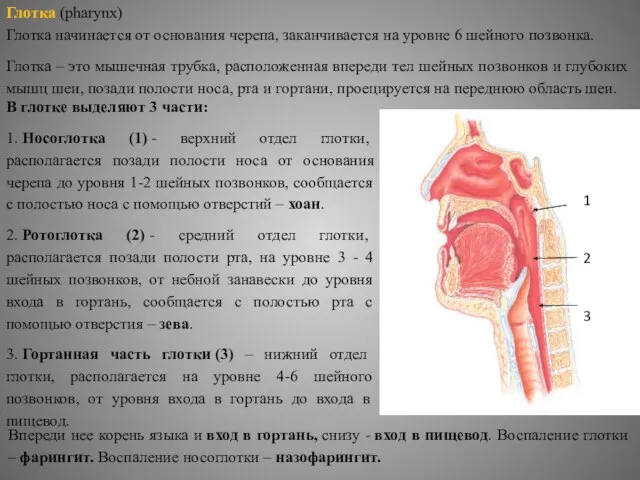 Глотка (pharynx) Глотка начинается от основания черепа, заканчивается на уровне 6