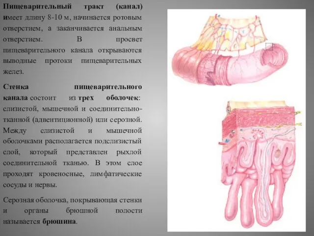 Пищеварительный тракт (канал) имеет длину 8-10 м, начинается ротовым отверстием, а