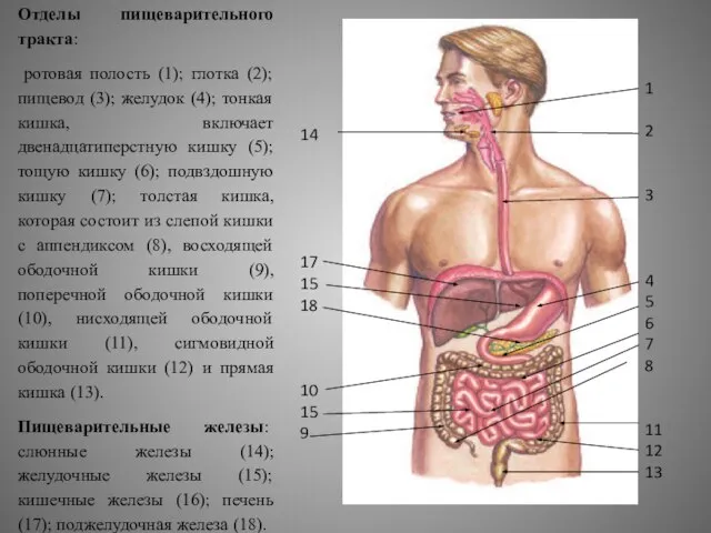 Отделы пищеварительного тракта: ротовая полость (1); глотка (2); пищевод (3); желудок