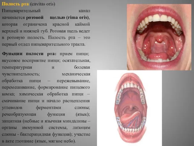 Полость рта (cavitas oris) Пищеварительный канал начинается ротовой щелью (rima oris),