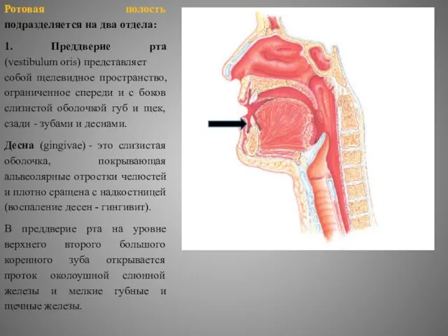 Ротовая полость подразделяется на два отдела: 1. Преддверие рта (vestibulum oris)