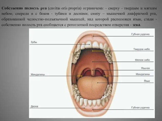 Собственно полость рта (cavitas oris propria) ограничена: - сверху - твердым