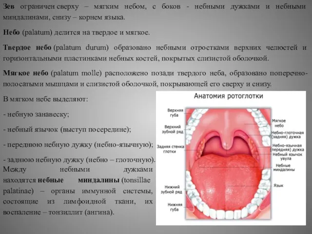 Зев ограничен сверху – мягким небом, с боков - небными дужками