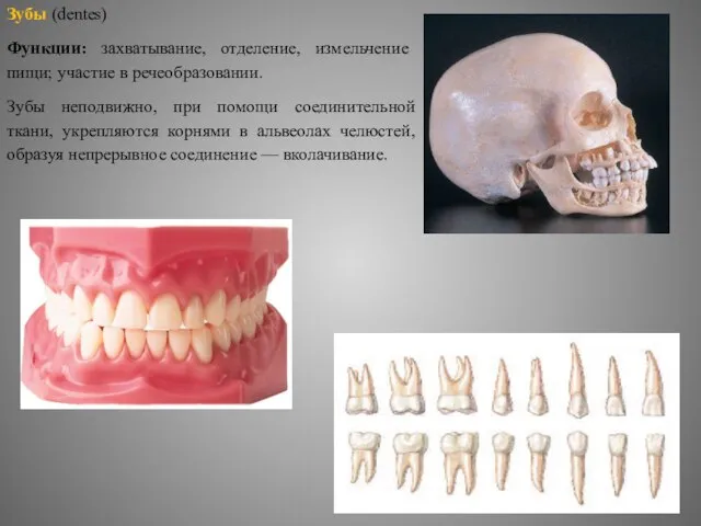 Зубы (dentes) Функции: захватывание, отделение, измельчение пищи; участие в речеобразовании. Зубы