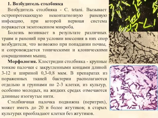 1. Возбудитель столбняка Возбудитель столбняка - С. tetani. Вызывает остропротекающую неконтагиозную