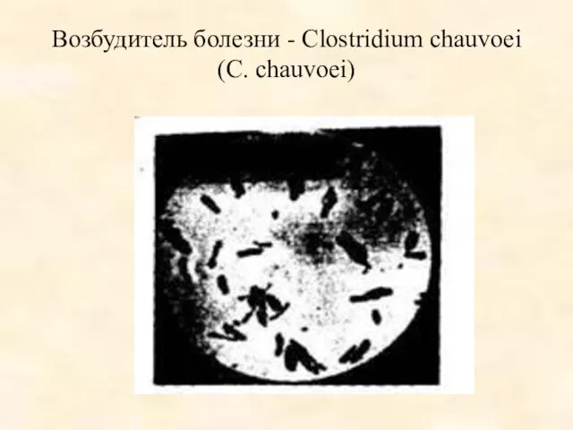 Возбудитель болезни - Clostridium chauvoei (C. chauvoei)