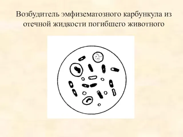 Возбудитель эмфизематозного карбункула из отечной жидкости погибшего животного