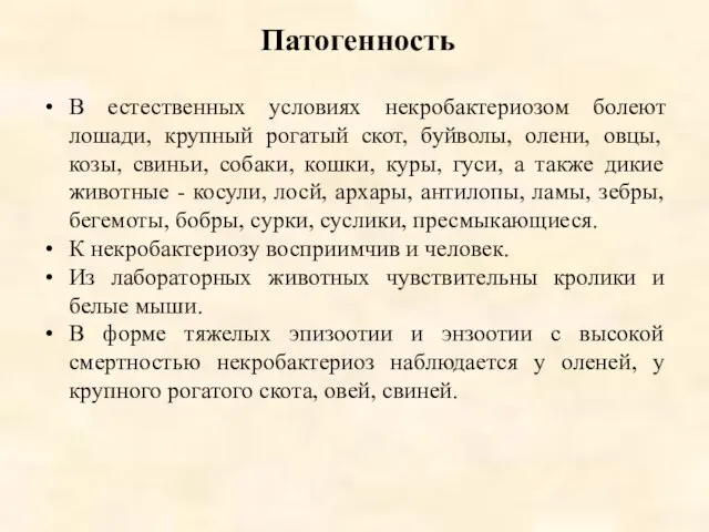 Патогенность В естественных условиях некробактериозом болеют лошади, крупный рогатый скот, буйволы,