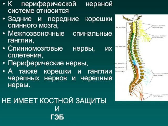 К периферической нервной системе относится Задние и передние корешки спинного мозга,