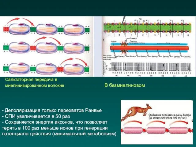 - Деполяризация только перехватов Ранвье - СПИ увеличивается в 50 раз