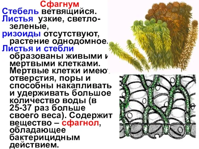 Сфагнум Стебель ветвящийся. Листья узкие, светло-зеленые, ризоиды отсутствуют, растение однодомное. Листья