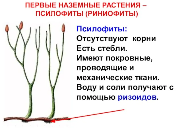 Псилофиты: Отсутствуют корни Есть стебли. Имеют покровные, проводящие и механические ткани.