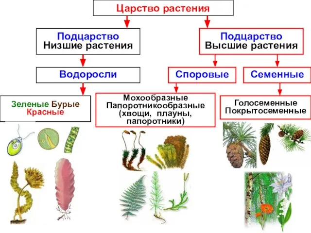 Царство растения Подцарство Низшие растения Подцарство Высшие растения Водоросли Семенные Споровые