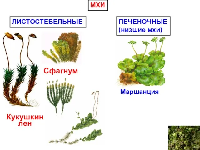 МХИ ЛИСТОСТЕБЕЛЬНЫЕ ПЕЧЕНОЧНЫЕ (низшие мхи) Кукушкин лен Сфагнум Маршанция