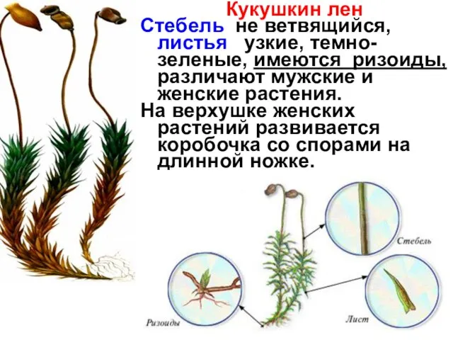 Кукушкин лен Стебель не ветвящийся, листья узкие, темно-зеленые, имеются ризоиды, различают