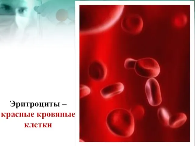 Эритроциты – красные кровяные клетки