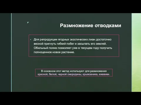 Размножение отводками Для репродукции ягодных экзотических лиан достаточно весной пригнуть гибкий