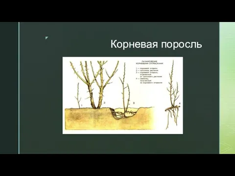 Корневая поросль