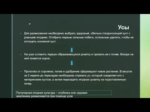 Усы Для размножения необходимо выбрать здоровый, обильно плодоносящий куст с ровными