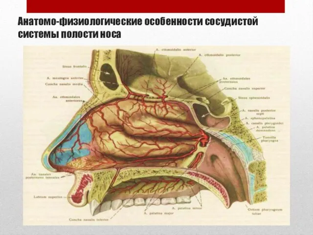 Анатомо-физиологические особенности сосудистой системы полости носа