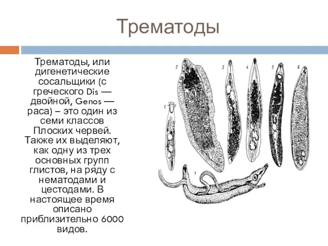 Трематоды Трематоды, или дигенетические сосальщики (с греческого Dis — двойной, Genos